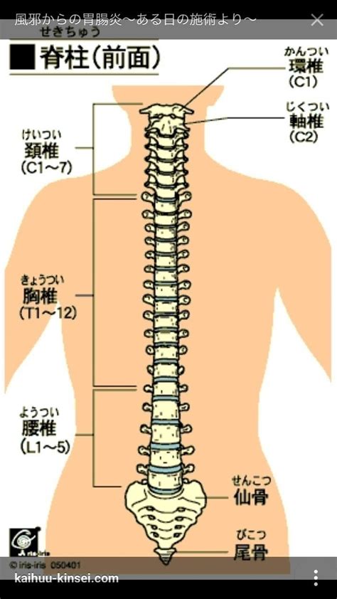 腰椎 英語|「腰 椎」の英語・英語例文・英語表現